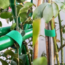 VELCRO® Brand ONE-WRAP® Green Plant Tie Size 16mm